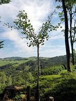  21. Mai 2011 - heute war ein wunderschöner Frühsommersamstag - Samuels Ginkgo hat sich über den warmen Sonnenschein gefreut